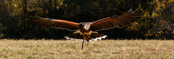Falconry Header Falconry Header